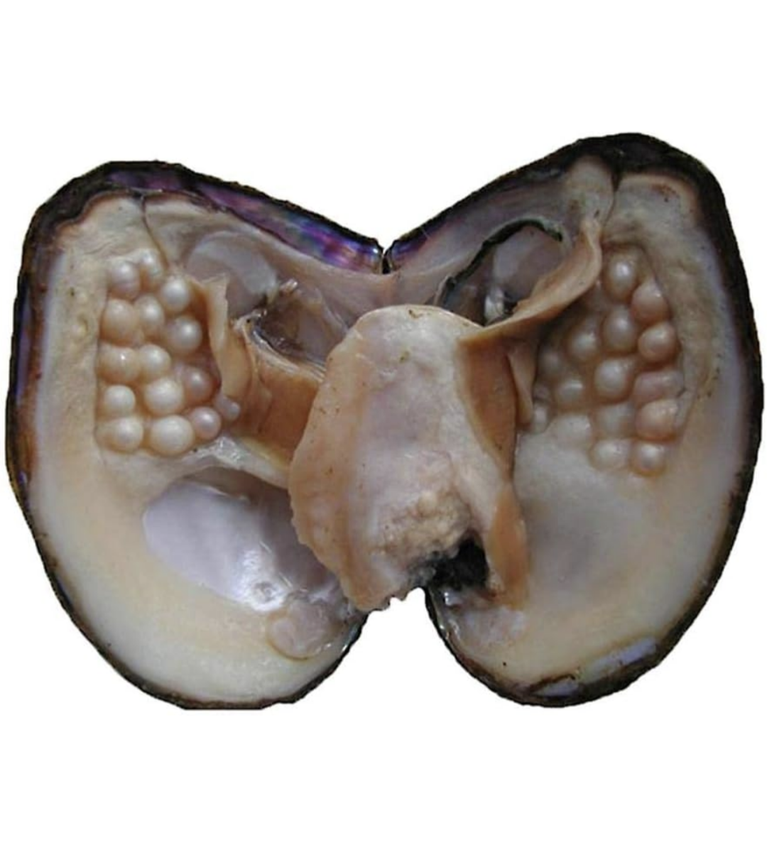 BIG MOMMA OYSTER