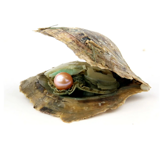 Salt water LIVE Pearl Reveal Oyster